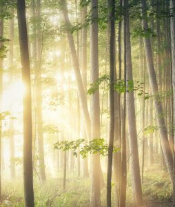 waldbestattung stuttgart